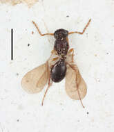 Image of platygastrids