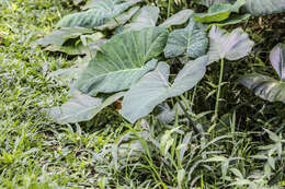 Image of colocasia