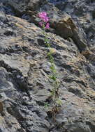 Image of Snap Dragons