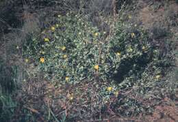 Image of Hibbertia glomerosa (Benth.) F. Müll.