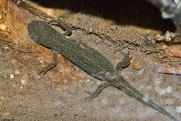 Image of Triturus boscai