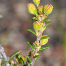 Image of Hibbertia polyancistra K. R. Thiele