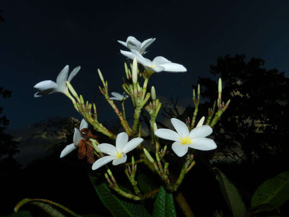 Image de Plumeria rubra L.