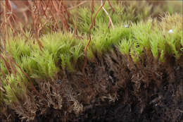 Image of ceratodon moss