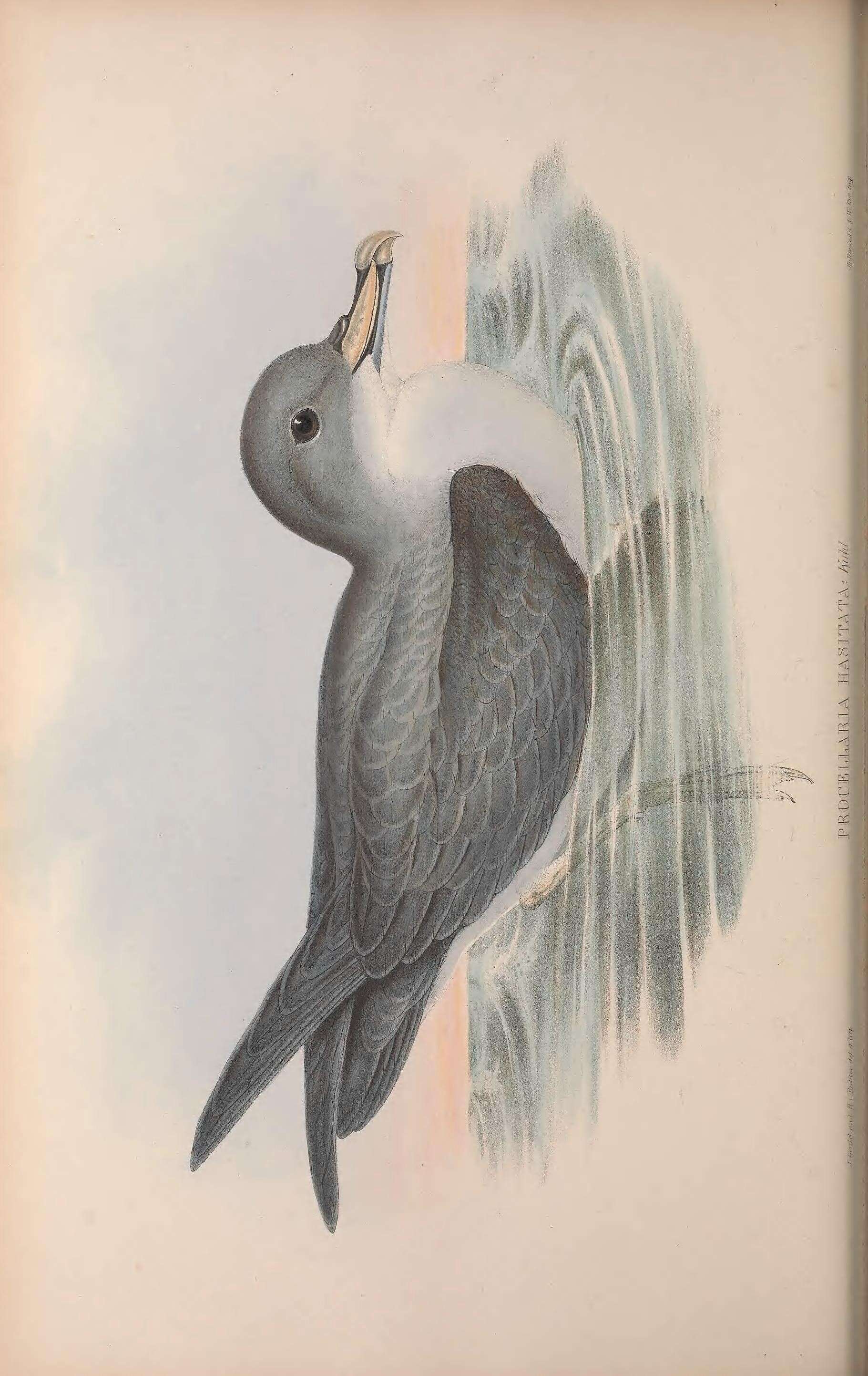 Image de Austrodyptornithes