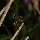 Image de Conops quadrifasciatus De Geer 1776