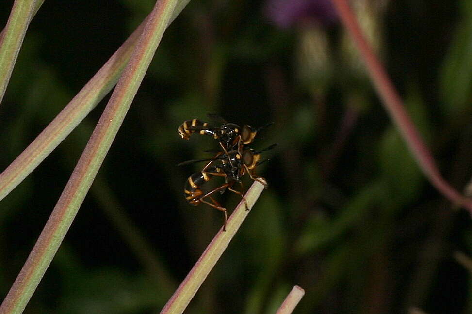 Image de Conops quadrifasciatus De Geer 1776