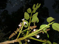 Image of Dussia macroprophyllata (Donn. Sm.) Harms