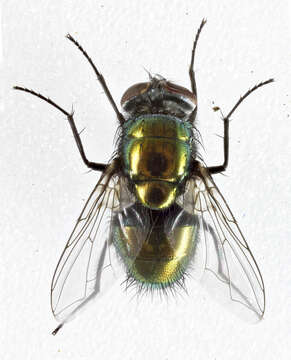 Image of Lucilia sericata (Meigen 1826)