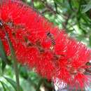 Image of weeping bottlebrush