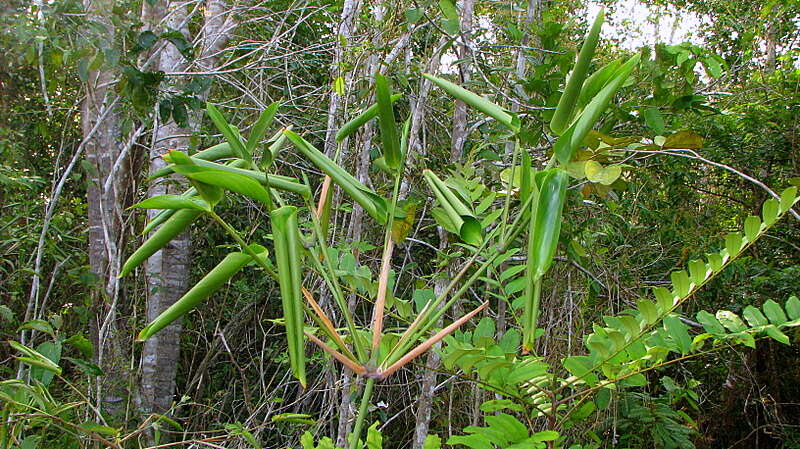 Image of Stromanthe