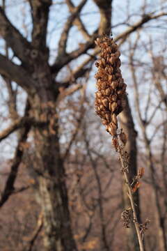 Image of black false hellebore