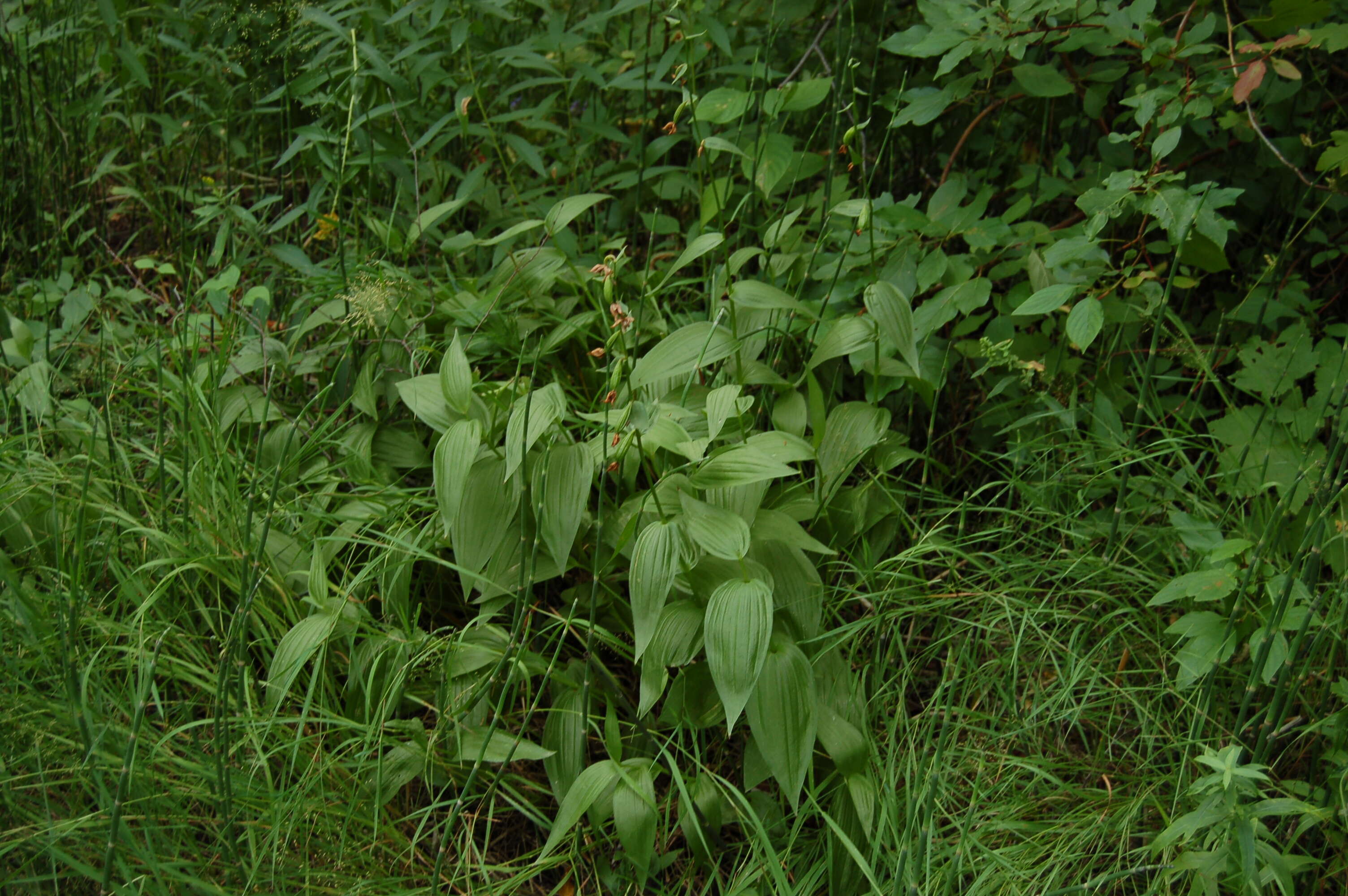 Image of Helleborine