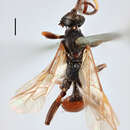 Image of Ichneumon stigmatorius Zetterstedt 1838