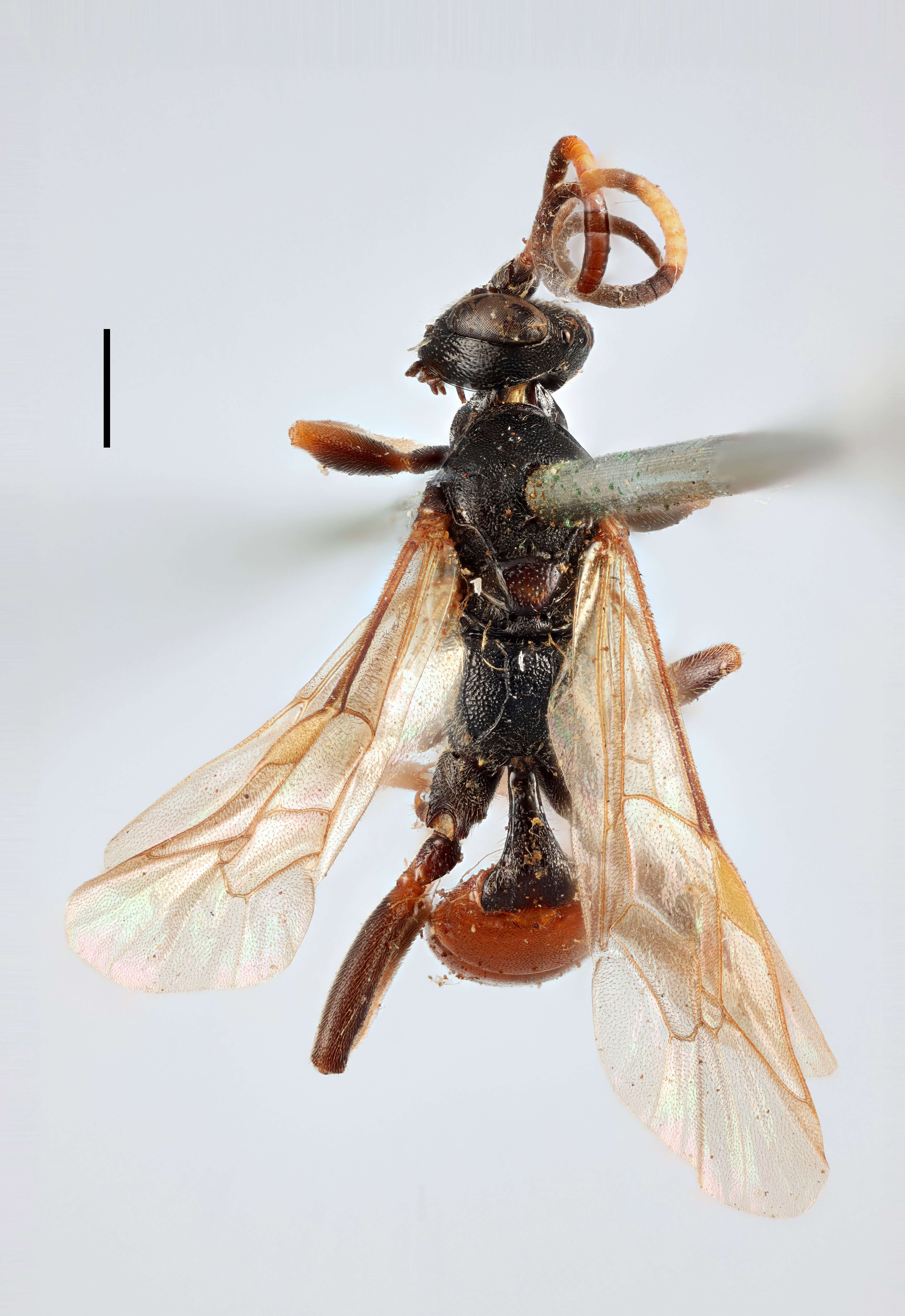 Image of Ichneumon