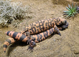 Image of beaded lizards