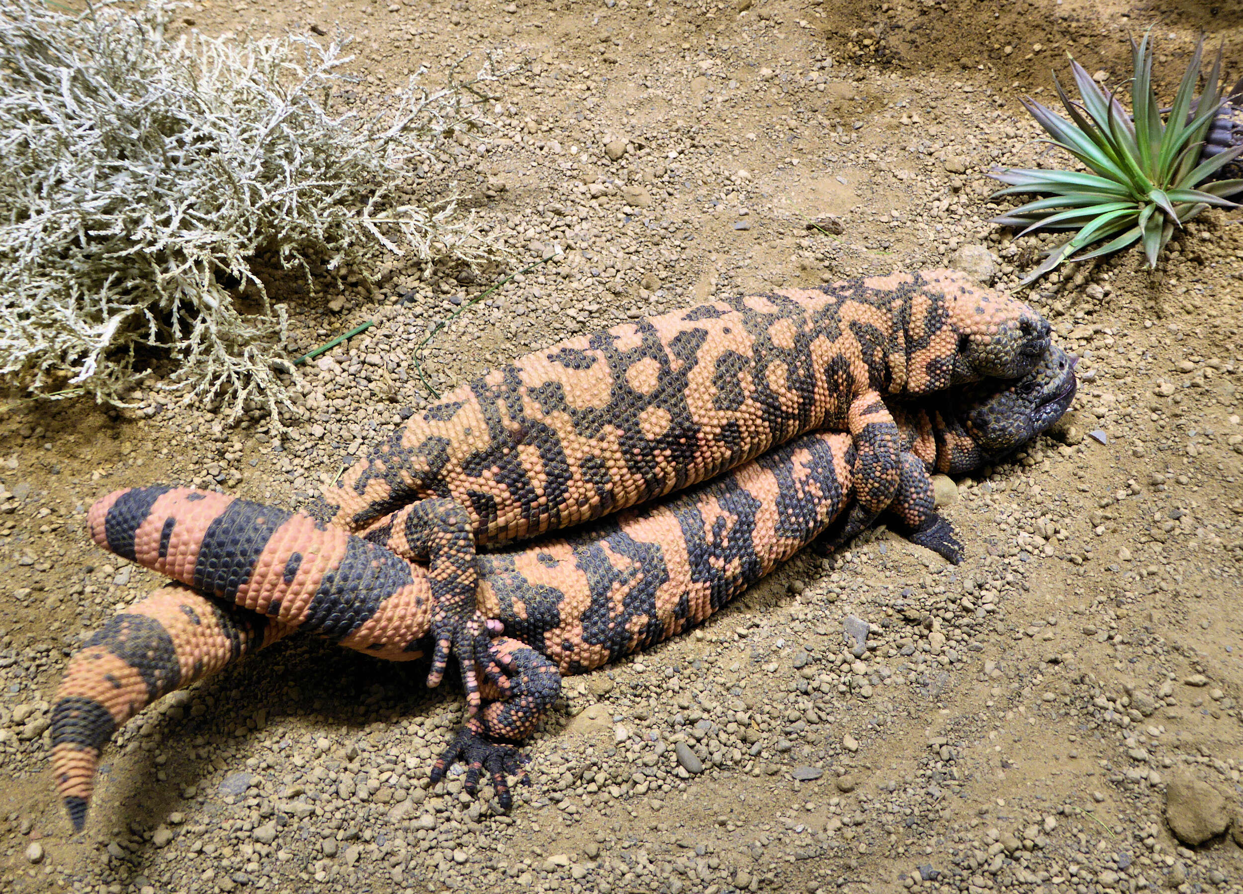 Image of beaded lizards