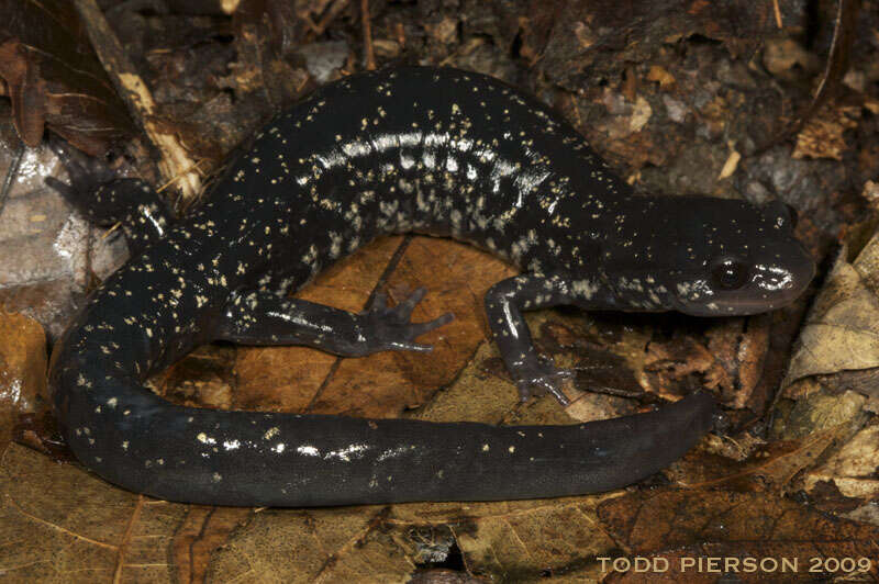 Image of Woodland salamander