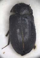 Image of Fur beetle