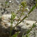 Image of intermediate pepperweed