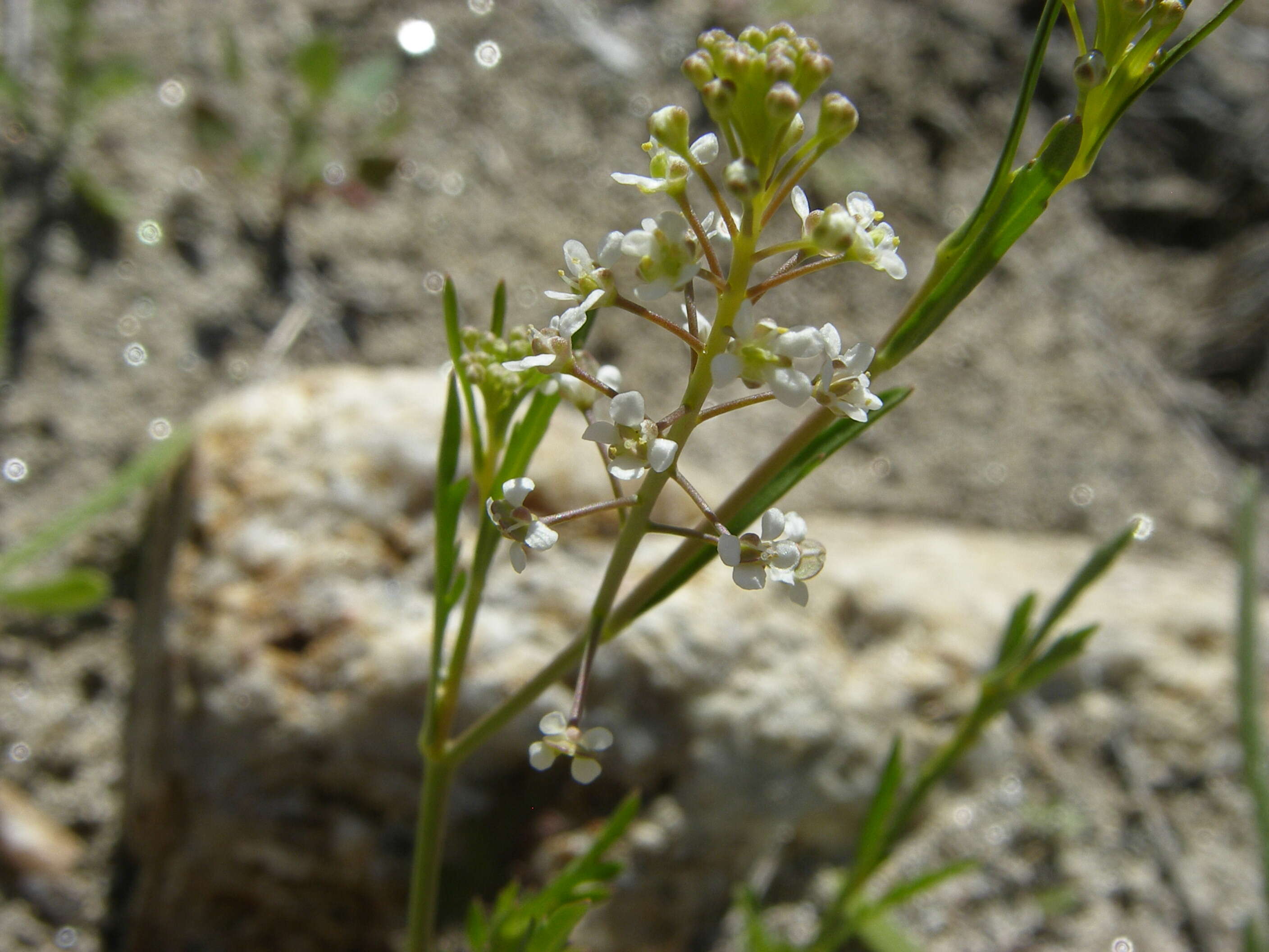 Image of Virginia pepperweed