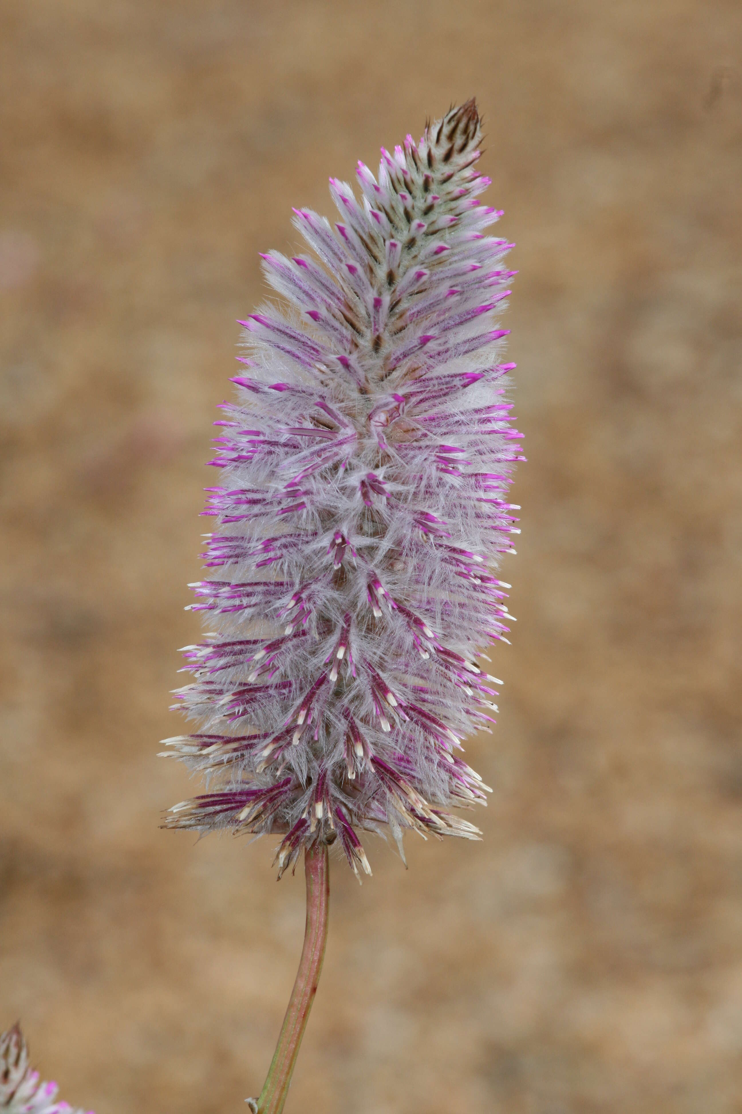 Image of Ptilotus exaltatus Nees