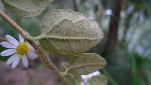 Olearia tomentosa (Wendl.) DC. resmi