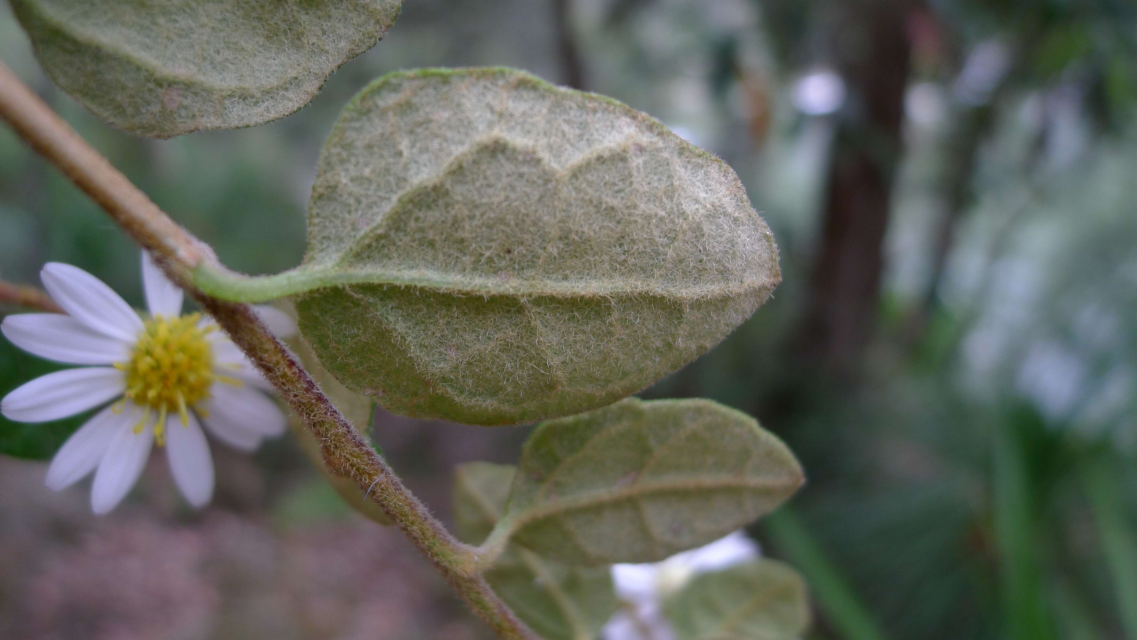 Image of Olearia tomentosa (Wendl.) DC.