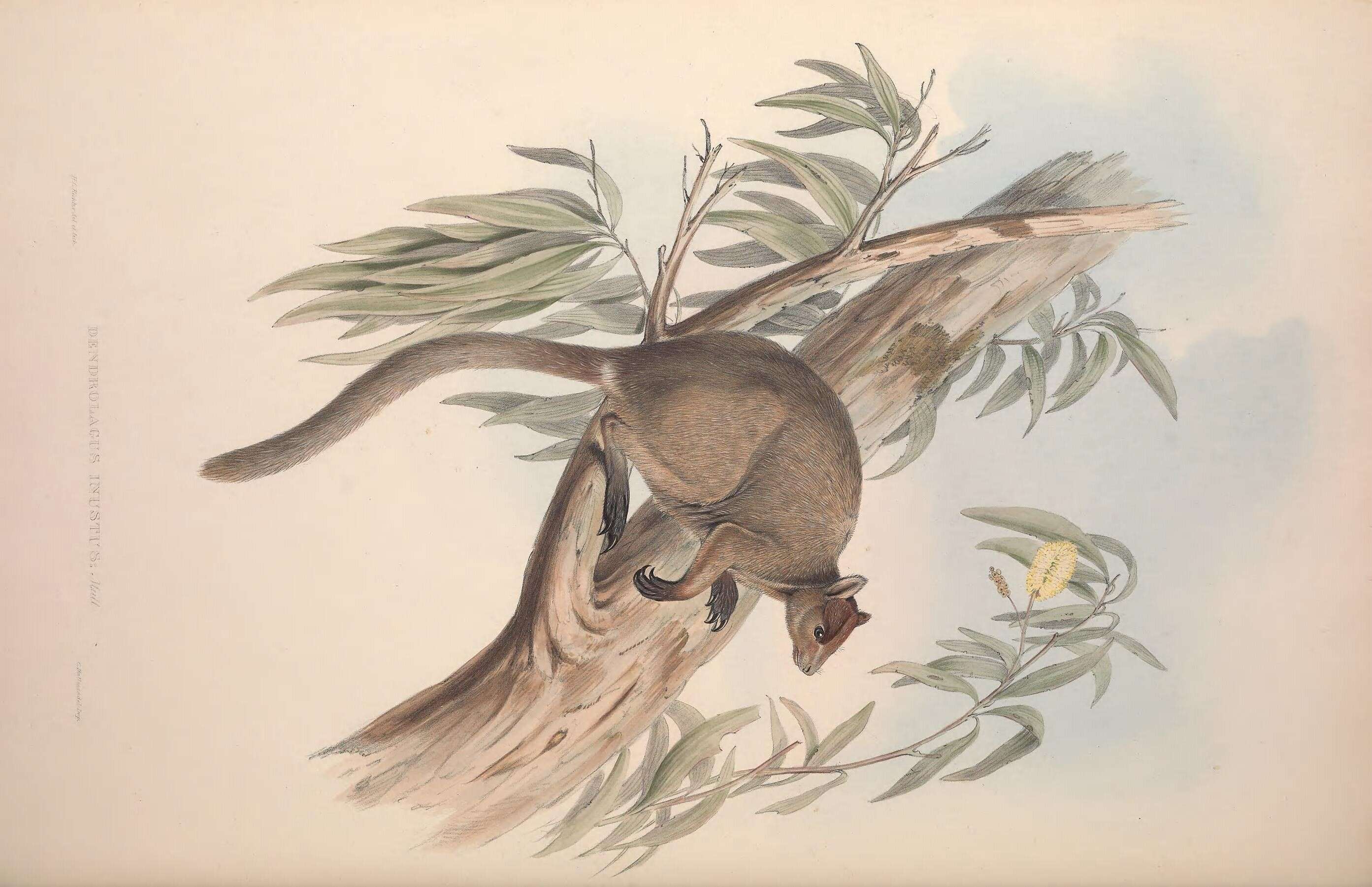 Image of Tree-kangaroo