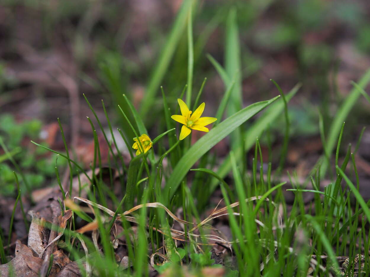 Image of yellow star of Bethlehem