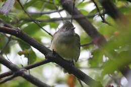 Image of Yellow-bellied Elaenia