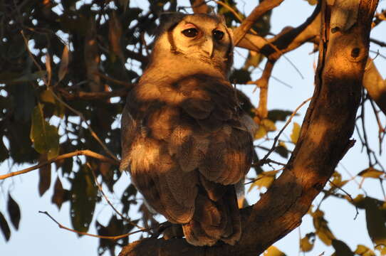 Image of Giant Eagle Owl