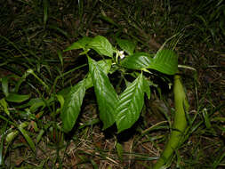 Image of Psychotria hispidula Standl. ex Steyerm.