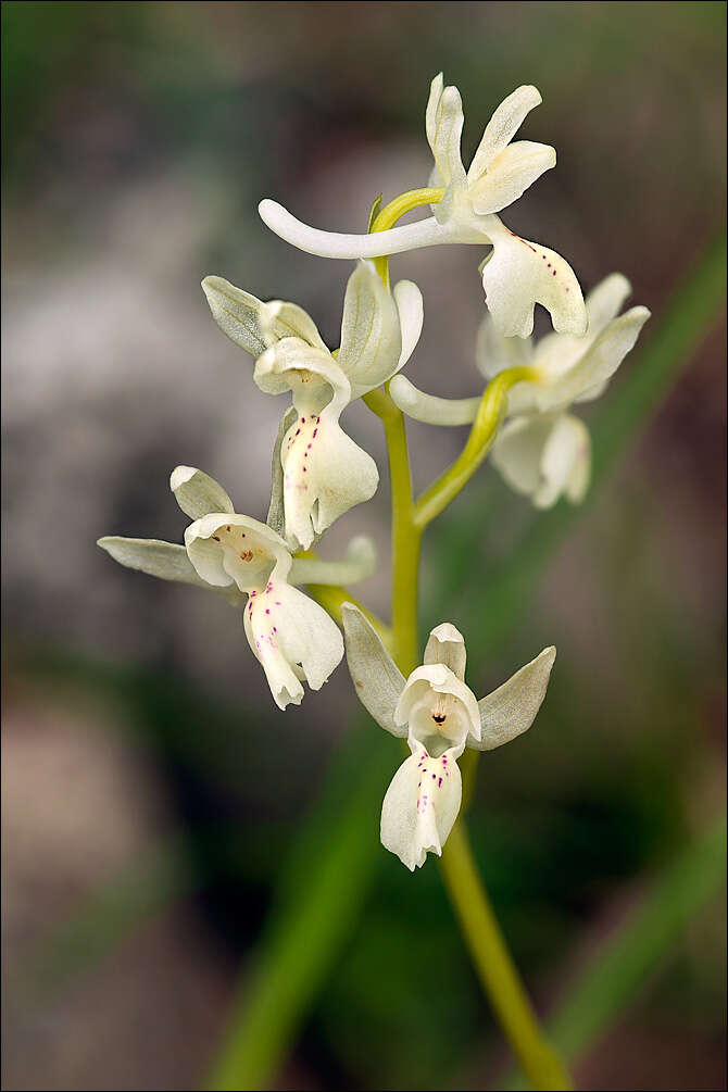 Image of Man Orchids