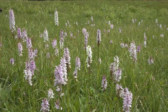 Image de Dactylorhiza maculata subsp. maculata