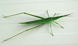 Image of Orthoptera