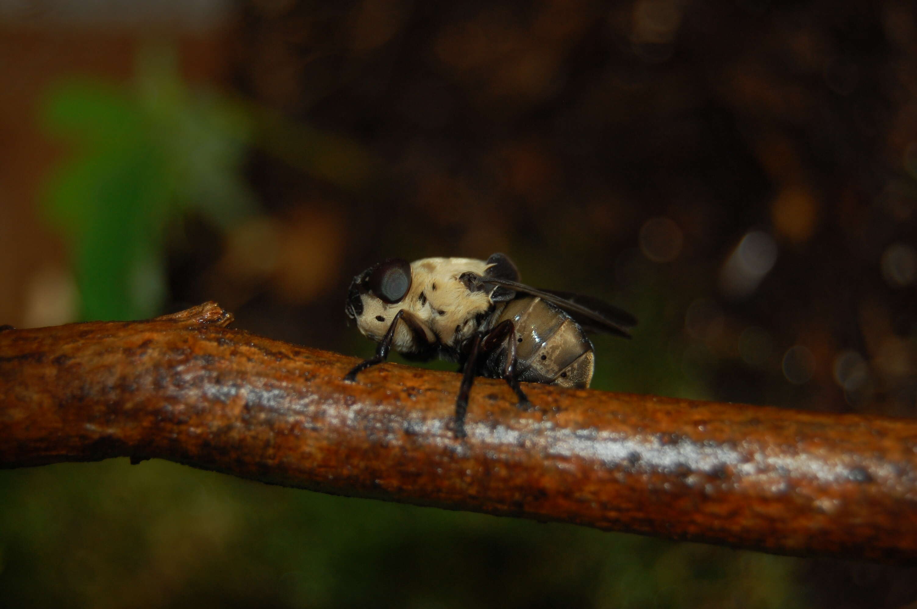 Image of Cuterebra emasculator Fitch 1856