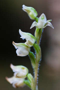 Image of Rattlesnake plantain