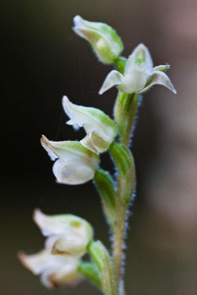 Image of Rattlesnake plantain