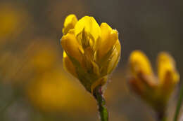 Image of Genista sagittalis L.