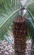 Image de Cycas taitungensis C. F. Shen, K. D. Hill, C. H. Tsou & C. J. Chen