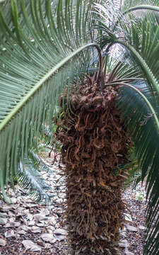 Image of Cycad