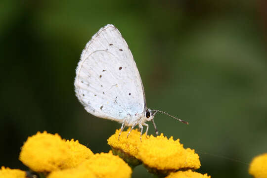 Image of holly blue