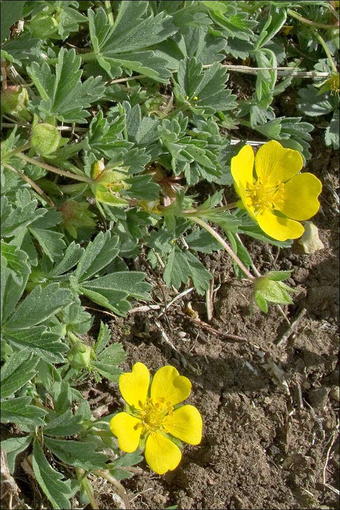 Image of Potentilla tommasiniana F. Schultz