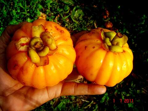 Image of Garcinia atroviridis Griff. ex T. Anders.