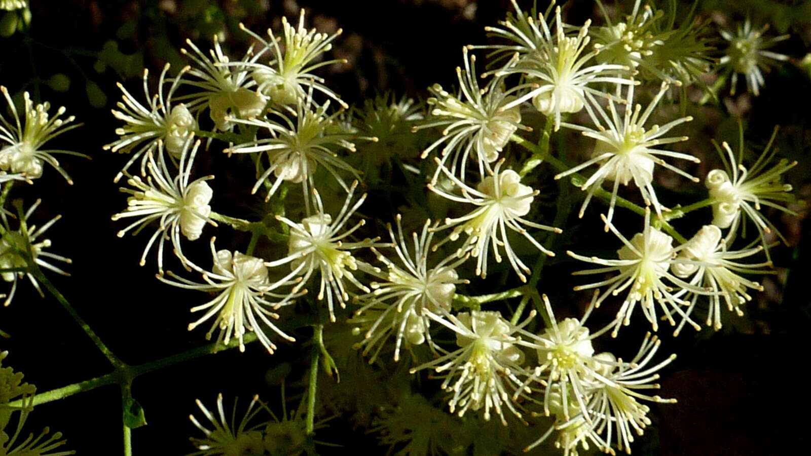 Sivun Clematis brasiliana DC. kuva