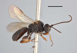 Слика од Chelonus mucronatus Thomson 1874