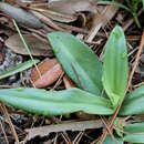 Image of Longhorn bog orchid