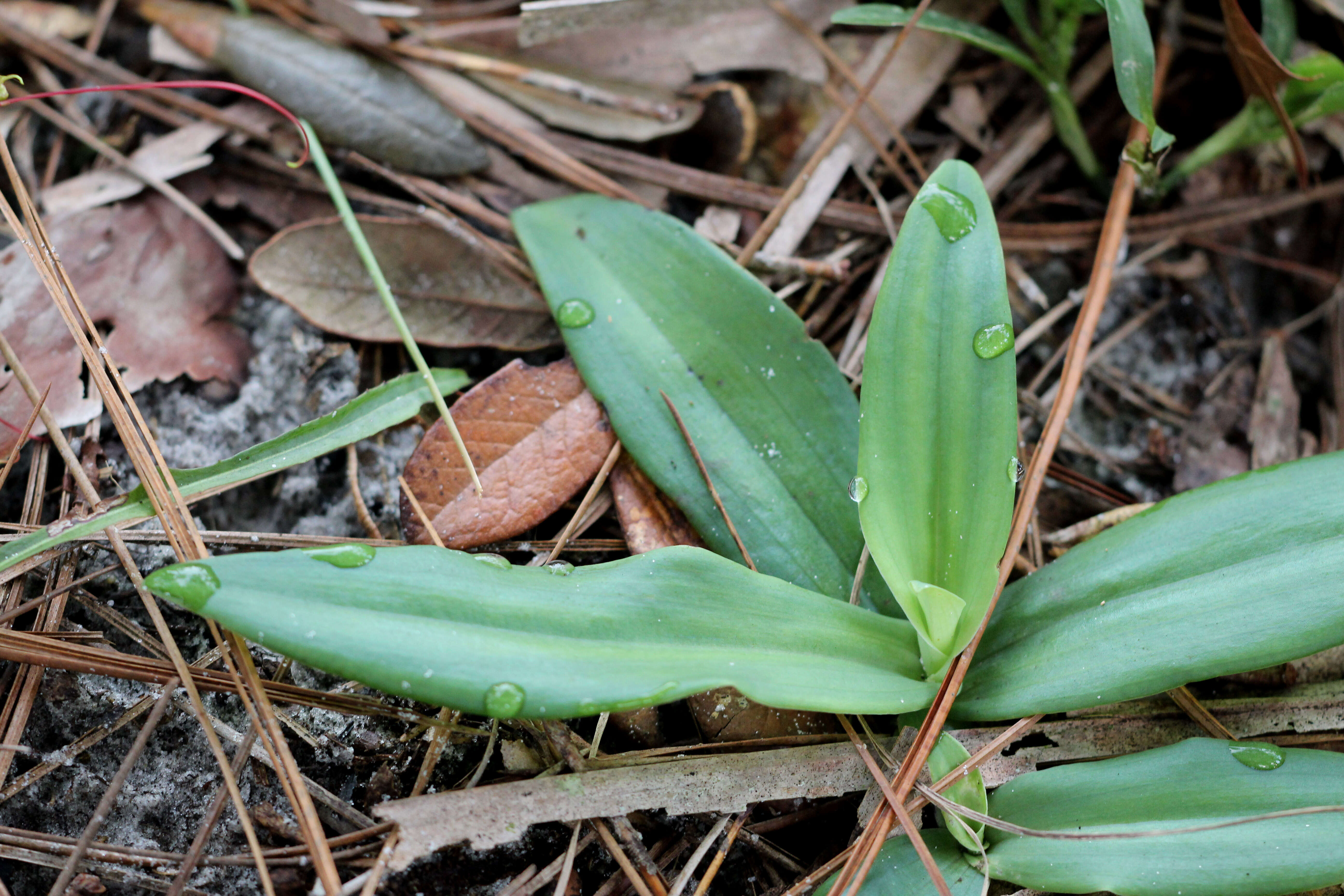 Image of Longhorn bog orchid