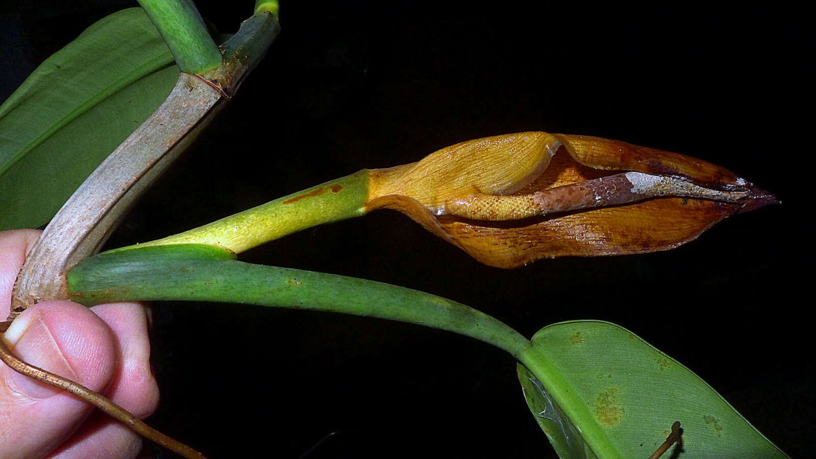 Philodendron blanchetianum Schott resmi